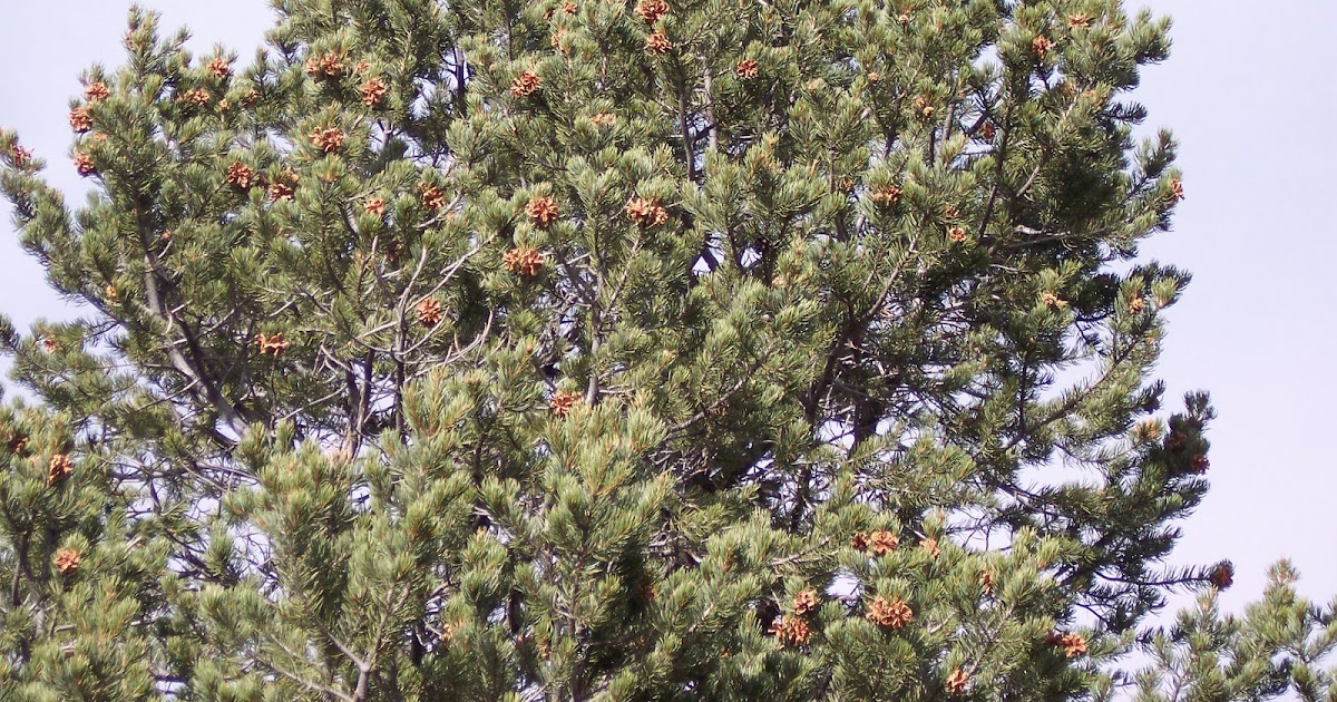 La Casa de Towanda Fall in New Mexico means piñon nuts