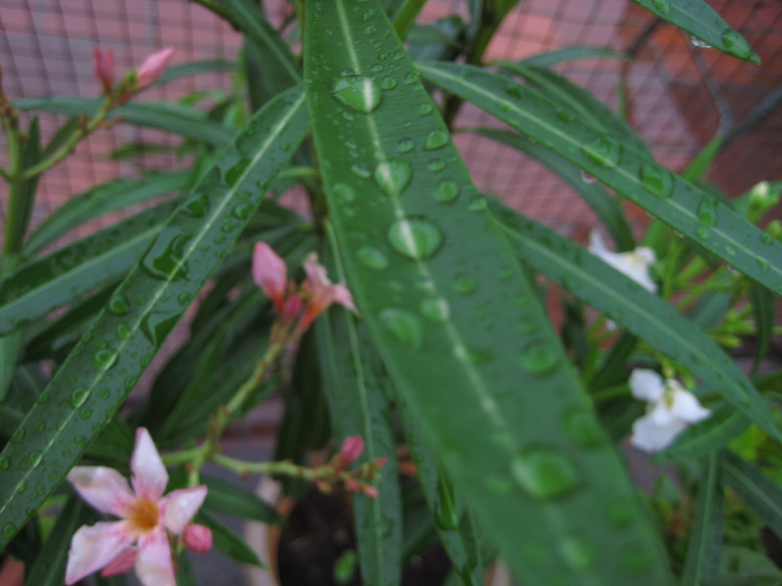Oleander - Nerium oleander - Karavîra