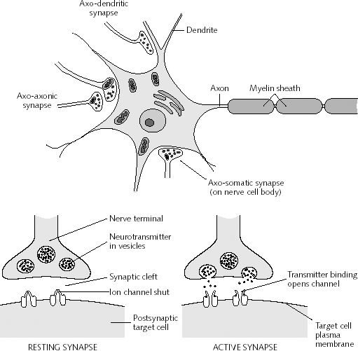 Changing Minds Around the World Synaptic Plasticity and Down syndrome