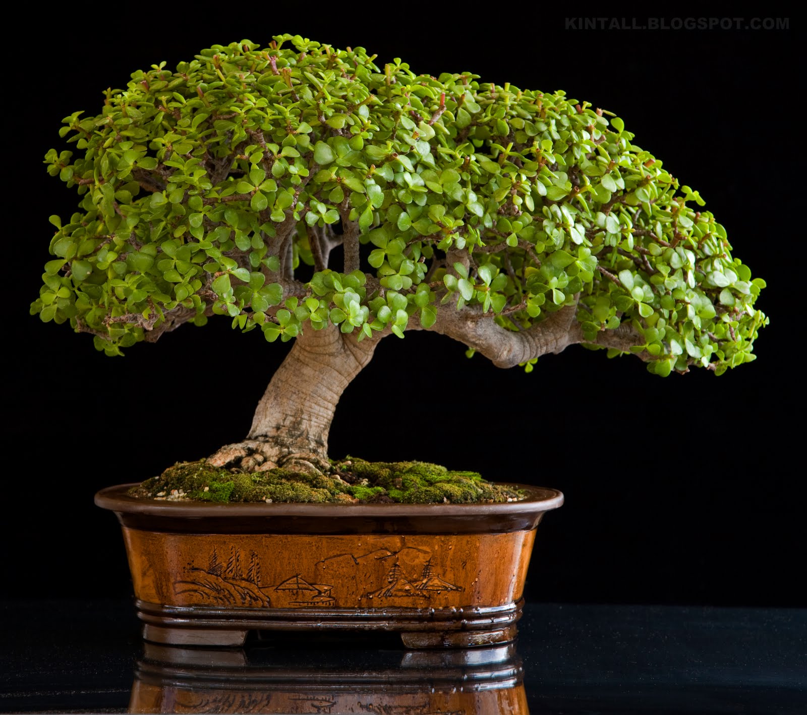 Kintall PORTULACARIA AFRA ( JADE BONSAI ) GALLERY