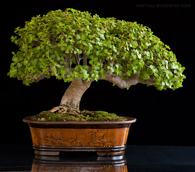 Primer bonsai Pa+007-01t