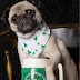 Happy St. Patrick Day