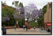 Jacaranda blooms at Adelaide Uni