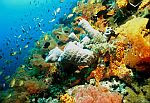 Cebu Dive Sites
