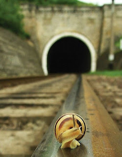 picture of a snail on the railroad tracks looking back at a tunnel