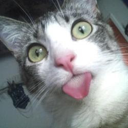 close-up photo of a cat sticking its tongue out at us
