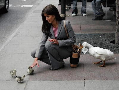 photo of duck stealing money from purse