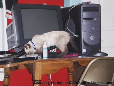 photo of yum yum playing on the computer