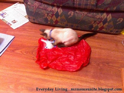 photo of yum yum playing