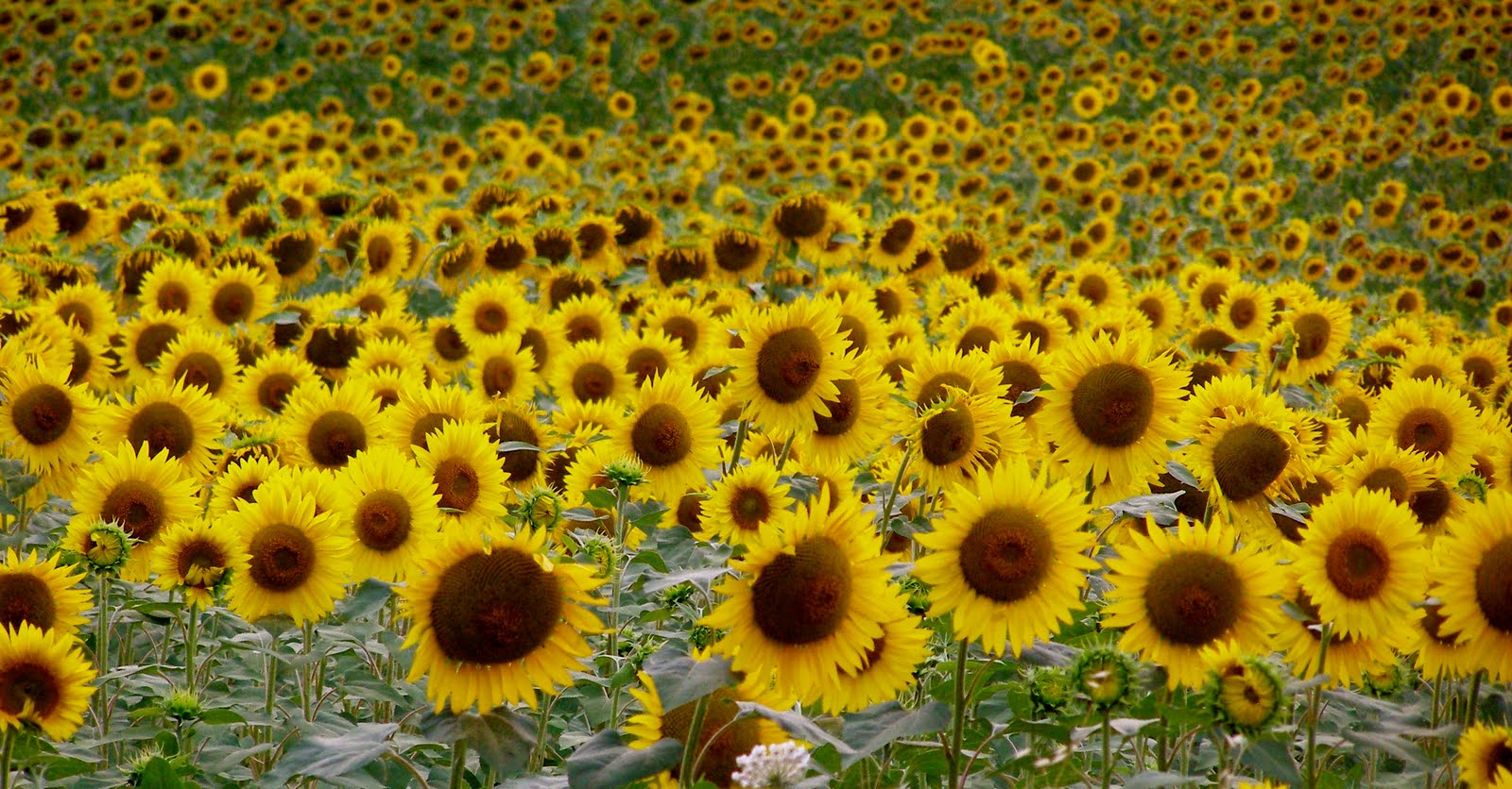 Sunflowers [2001]