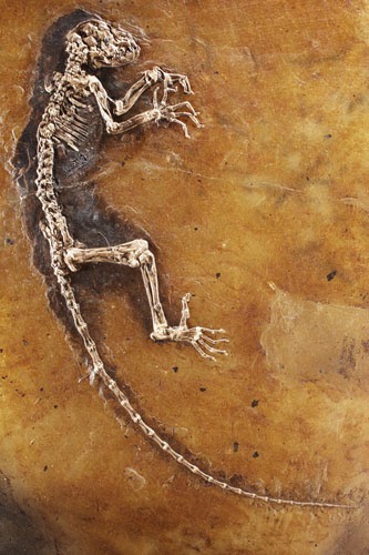 Fossil record evolution essay