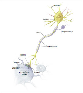 Awesome Anatomy: Human Brain