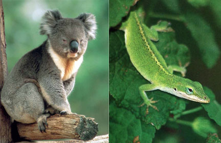 [koalalizardheader.jpeg]