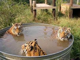 COOL TIGERS