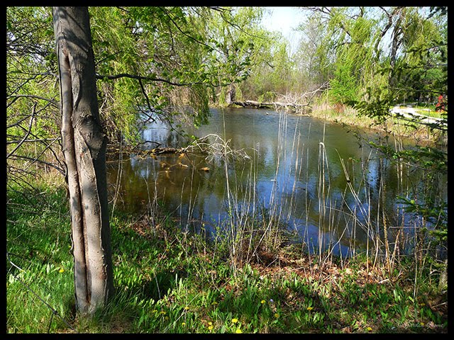 The hidden pond essay 05 image