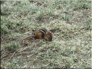 Easter chipmunk
