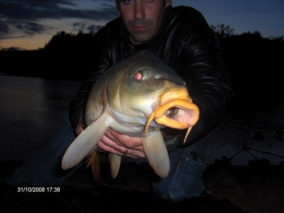 Carpa Comum Sra da Ribeira Aguieira 31 outubro 2008