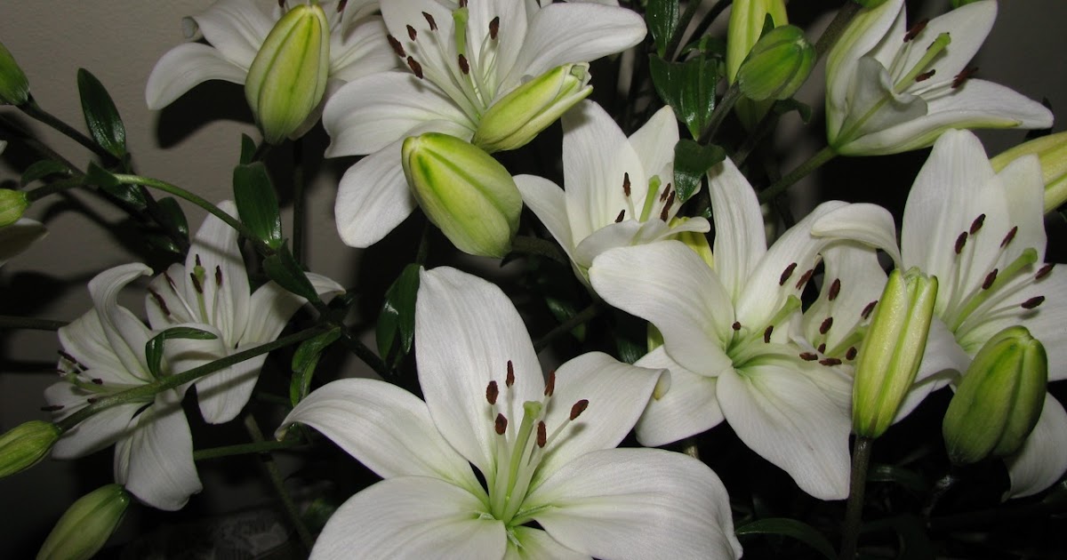 Tropical Farms Nursery St Joseph Lilies