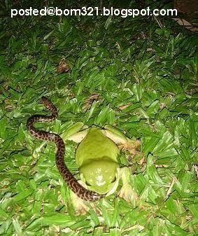 frog eat snake 