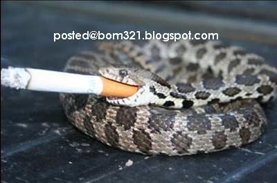 smoking snake