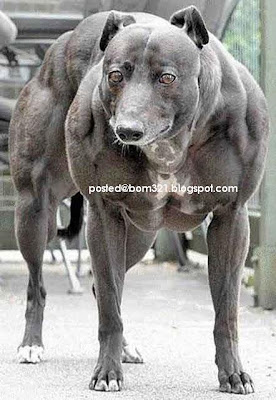 muscle dog