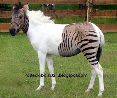 horse combine zebra