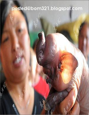 Anak Babi Berkepala Gajah Di Jumpai Di China !
