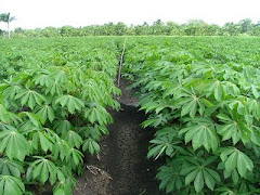 Cultivos de Yuca