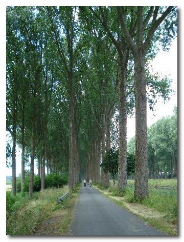 napoleon's trees france napoleon's trees france