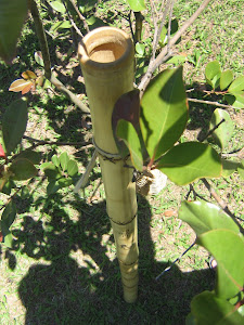 Didgeridoo Kokopelli Bamboo