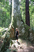 big tree into the Taman Negara