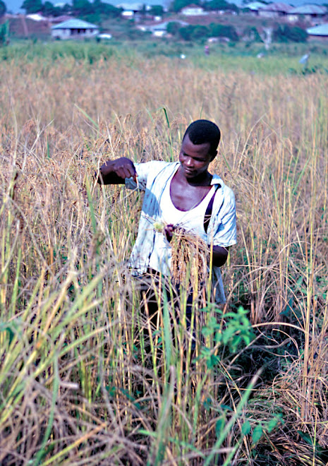 cutting rice at Kenema