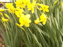 more daffodils