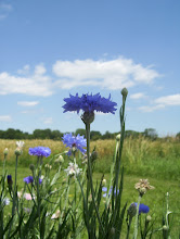 Blue Wildflowers Against the Blue Sky