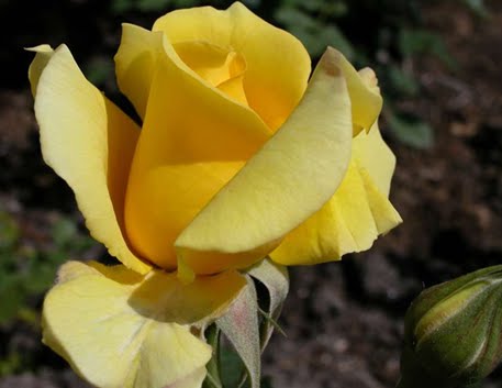 [ROSA+AMARELA+MUITO+LINDA.bmp]