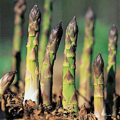 [asparagus2.jpg]