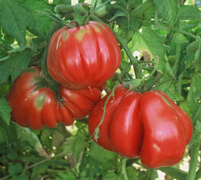 Tomato Varieties on There Are Hundreds Of Heirloom Tomato And Pepper Varieties Available