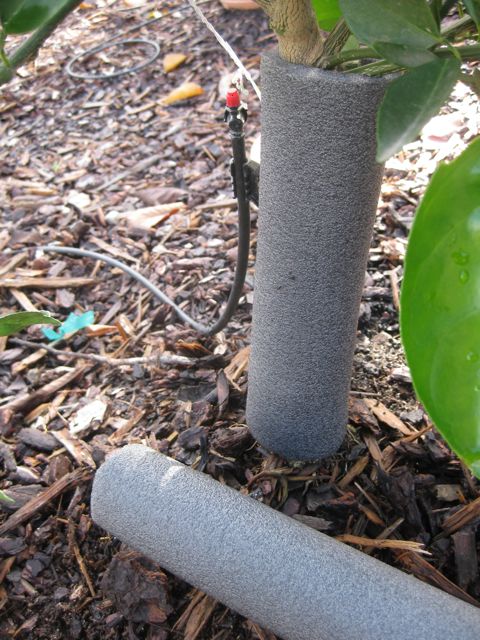 The Farmer Fred® Rant: More Frost Protection Tips For Citrus