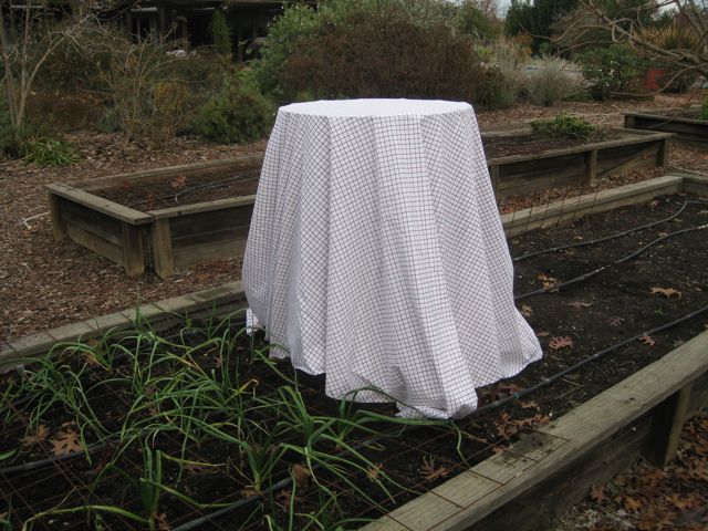 The Farmer Fred® Rant: More Frost Protection Tips For Citrus