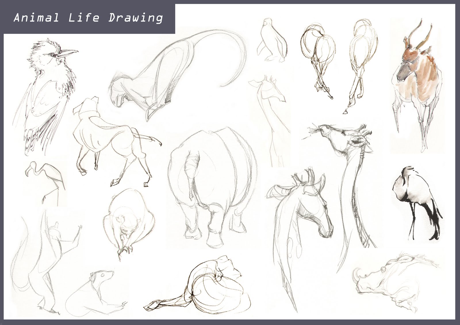 [animal+life+drawing2.jpg]