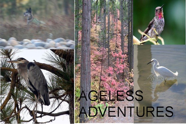 Ageless Adventures