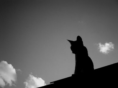 Dia Mundial do Animal