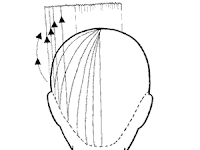 Haircut Diagram Haircut Diagram
