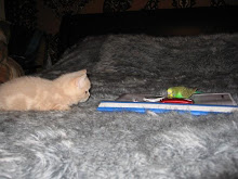 the kitten and the bird