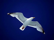 Libertao!!!