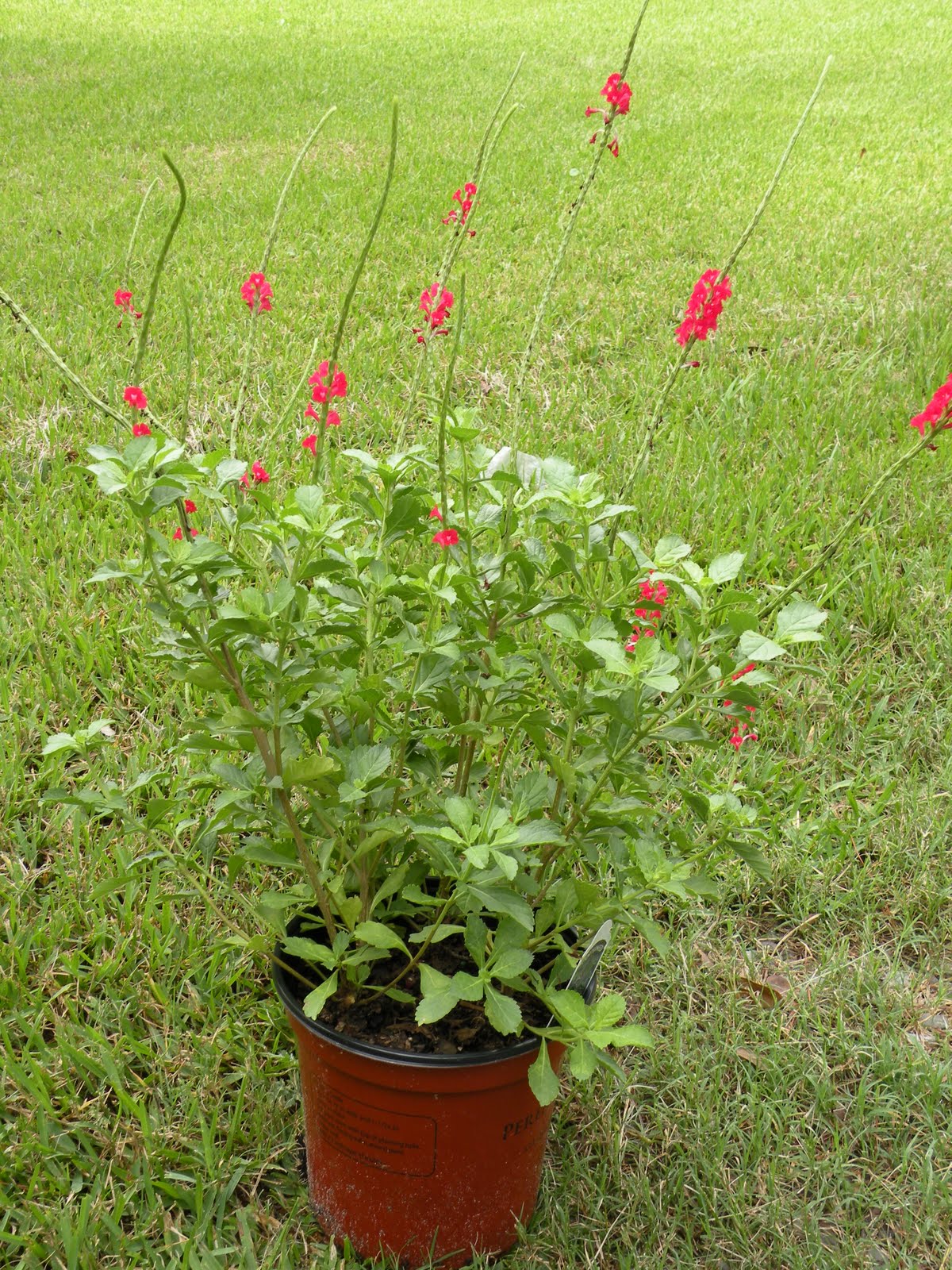 Mary�s Louisiana Garden New Plants