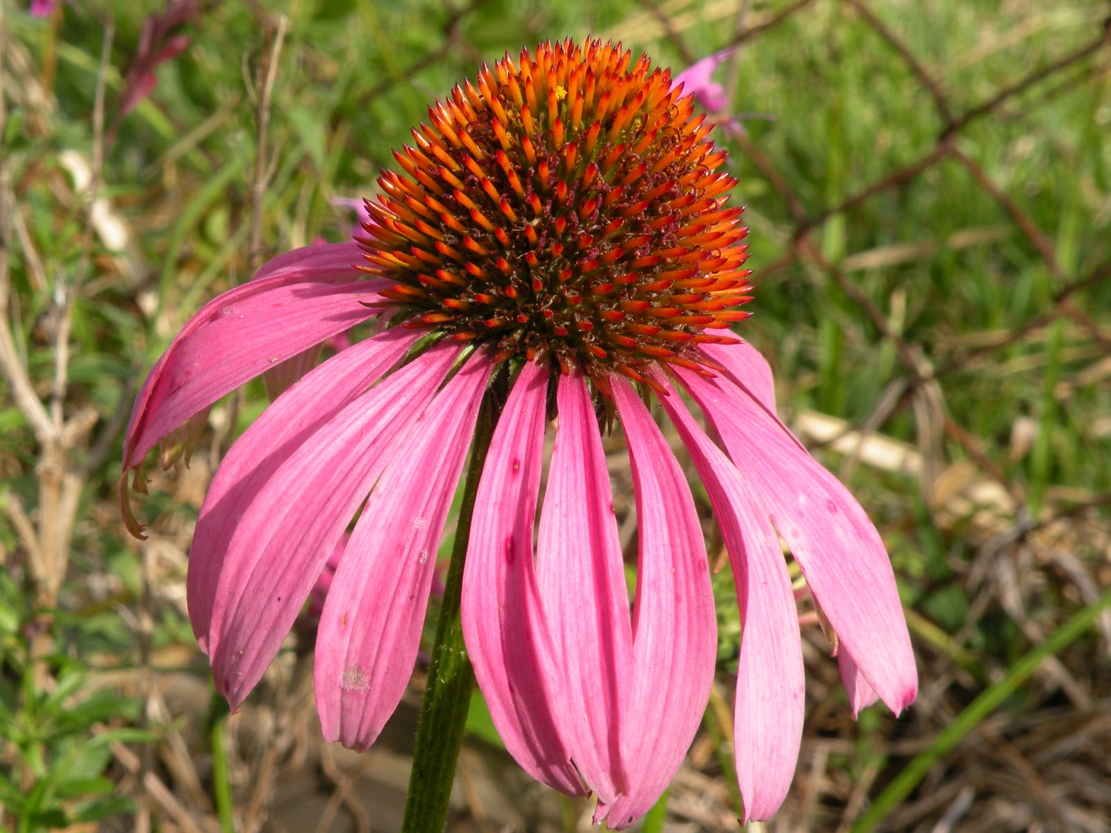 Mary's Louisiana Garden Fall Flowers
