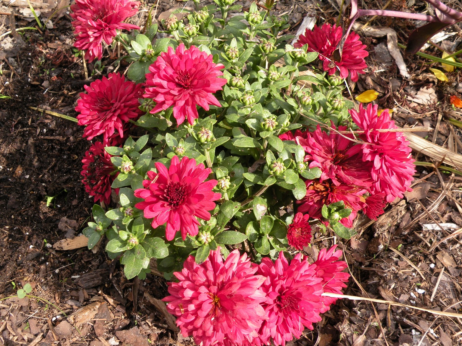 Mary's Louisiana Garden Fall Flowers
