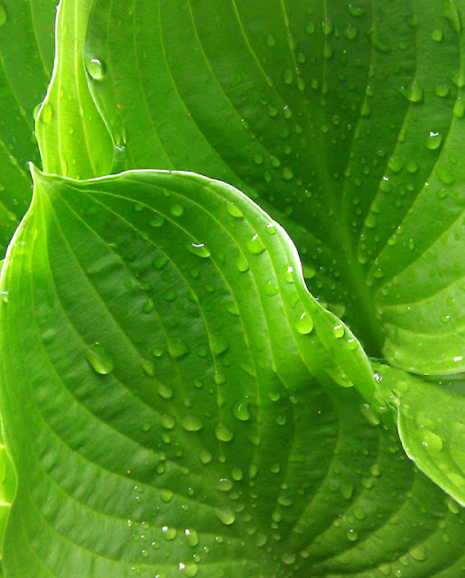 Hosta leaves after a rain