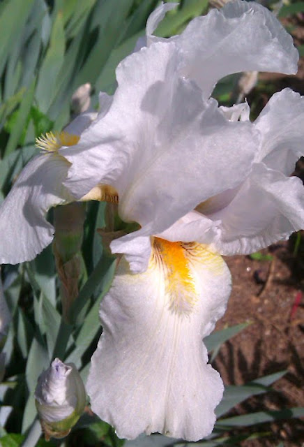A white iris on Ryan Road in Florence MA
